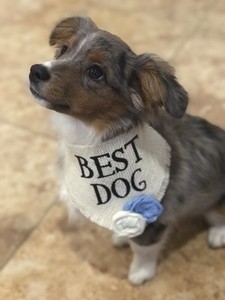 best dog bandana wedding