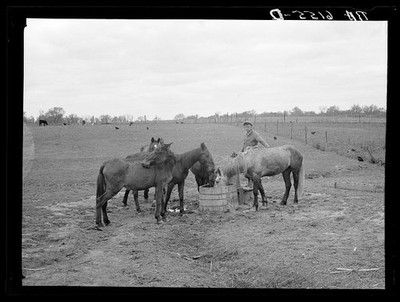 Missouri John Miller Rehabilitation Client Work Stock 1936 Horses Farm
