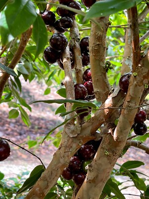 Jaboticaba Plinia Phitrantha Otto Andersen Branca Vinho Jabuticaba