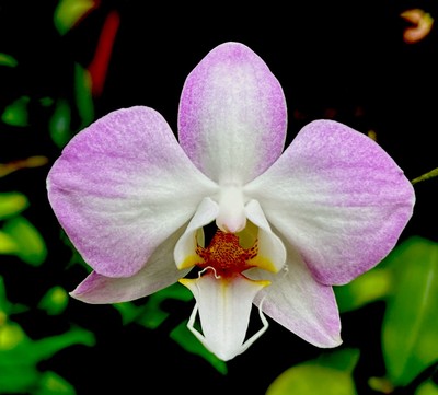 Phalaenopsis Species sanderiana NEW Top Selection Orchidee