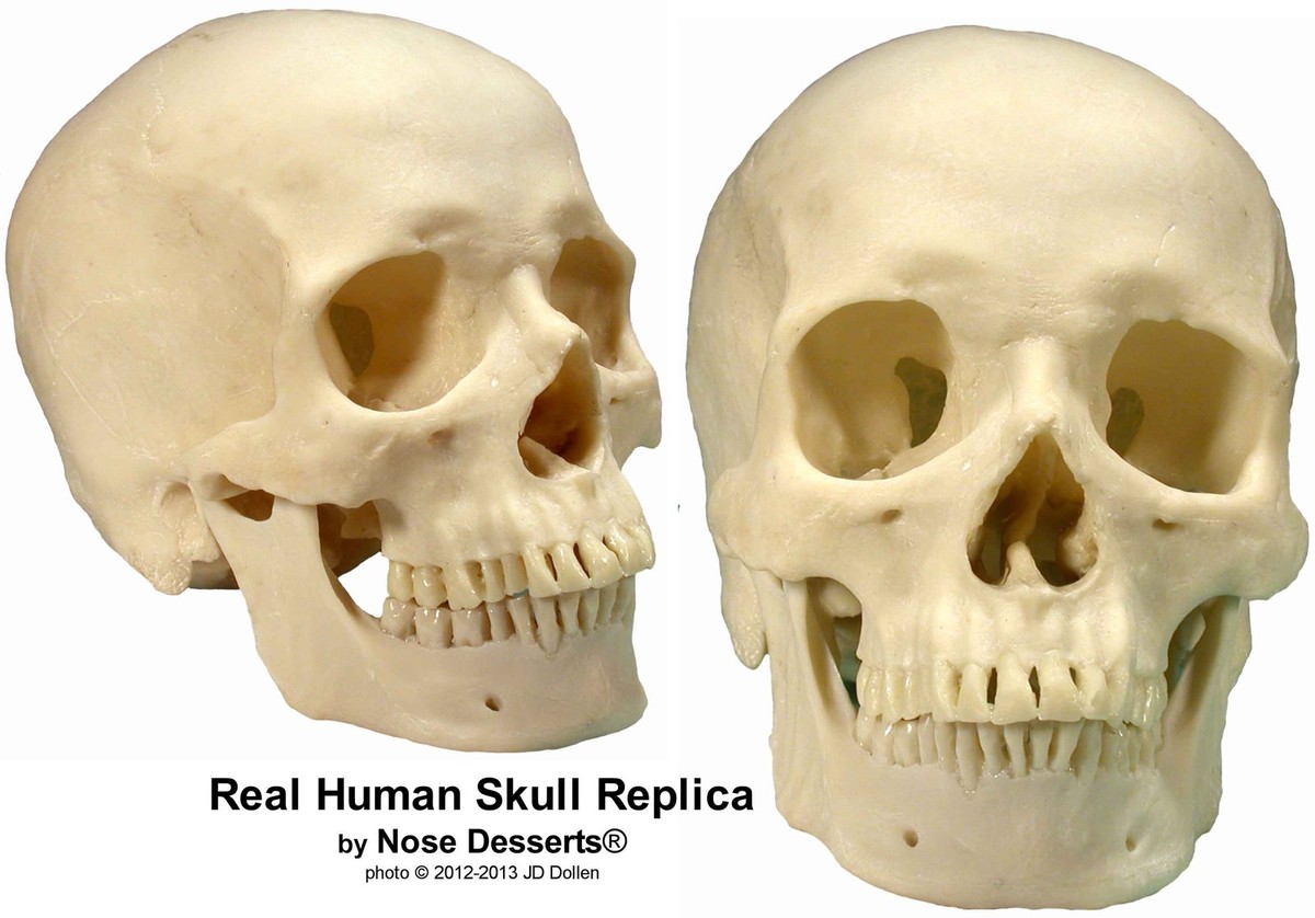 Exact Replica Human Skull: Anatomy Cadaver Medical 1:1 Life Size