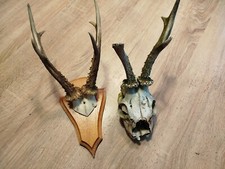 vintage Real Skull with Horns, white bone, animal skull. Original 1950s. 5