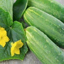 Straight Eight Cucumber Seeds, FREE SHIPPING 25 Seeds
