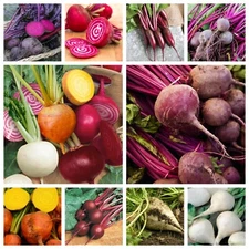 Beet Seeds Collection, NON-GMO, 10 Varieties to Choose From, FREE SHIPPING