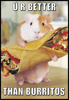 Greeting Card - Guinea Pig Or Hamster - Birthday - 0067