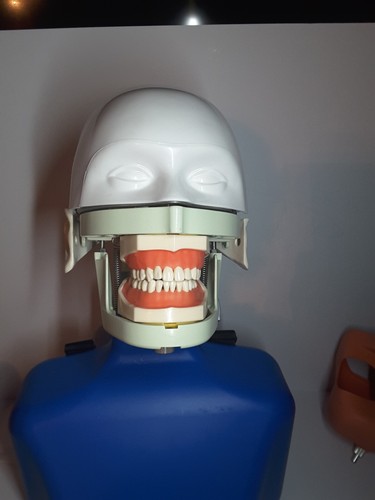 Dental Chair Manikin Phantom Head Simulation Training Head Dentistry Student - Picture 6 of 12