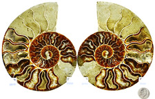 Large Ammonite Pair Multi-Color Crystals 148mm 110myo Dino Fossil 5.6" e4953rr