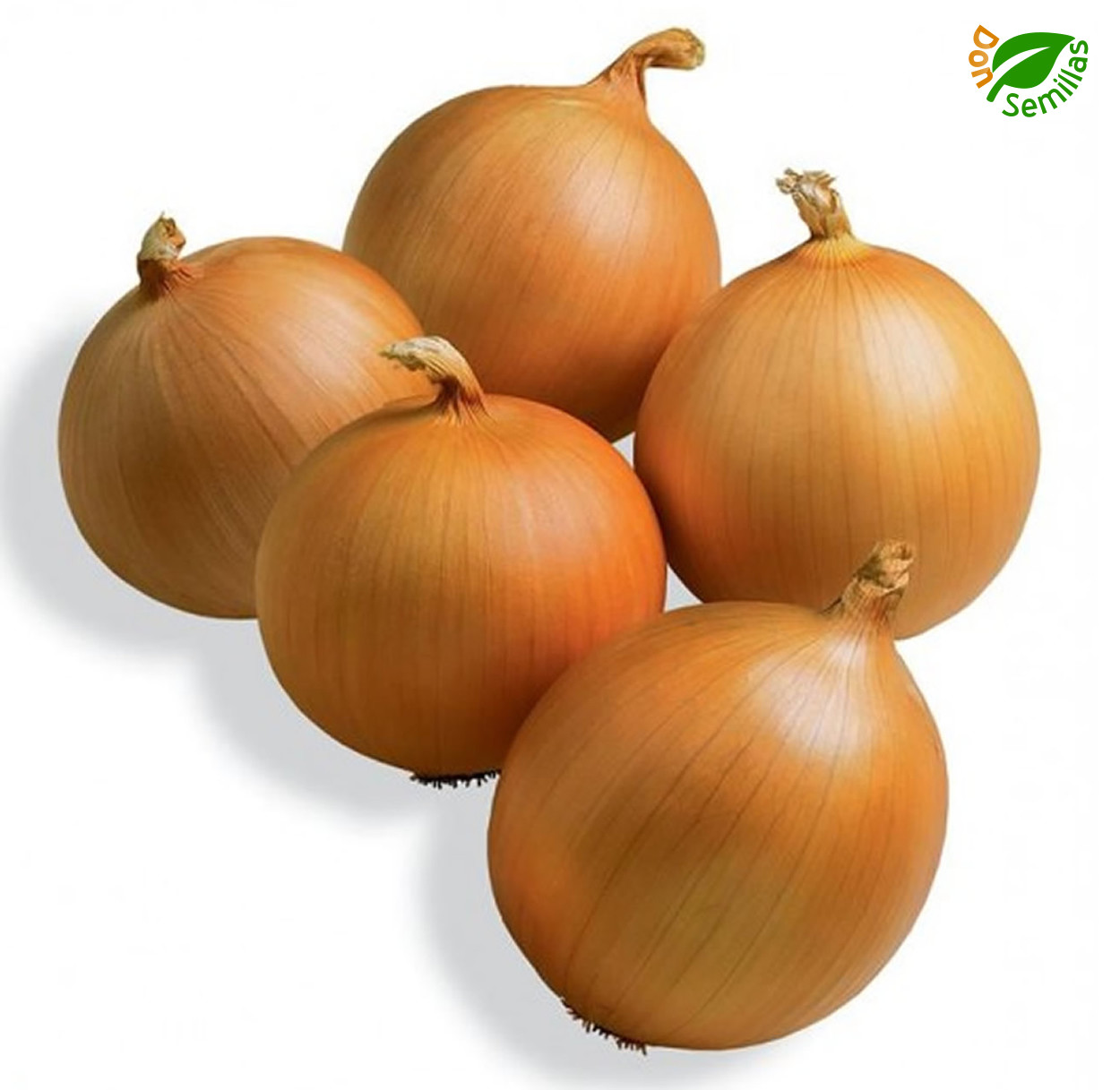 Cebolla Grano de Oro ( 1.000 semillas ) seeds Valenciana Tardia de Exportación