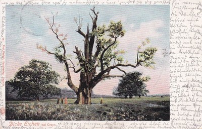Postcard Kroitsch, thick oaks at Crayn