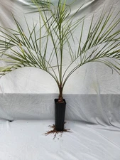 Butia odorata Pindo Palm Jelly Palm 24-30"