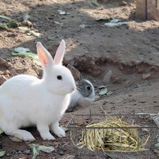  Hay Holder for Rabbits Hanging Rack Guinea Pig Cage Automatic Feeder