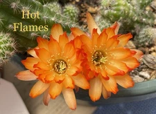 HOT FLAMES Chamaecereus Hybrids Rooted Plants Peanut Cactus Succulents