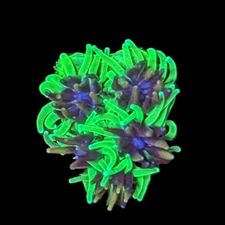 CE- Almost WYSIWYG - Sonic the Hedgehog Galaxea- Frag Live Coral Frag LPS SPS