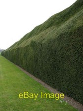 Photo 6x4 Yew hedge at Blickling Hall Aylsham One of the massive yew hedg c2008