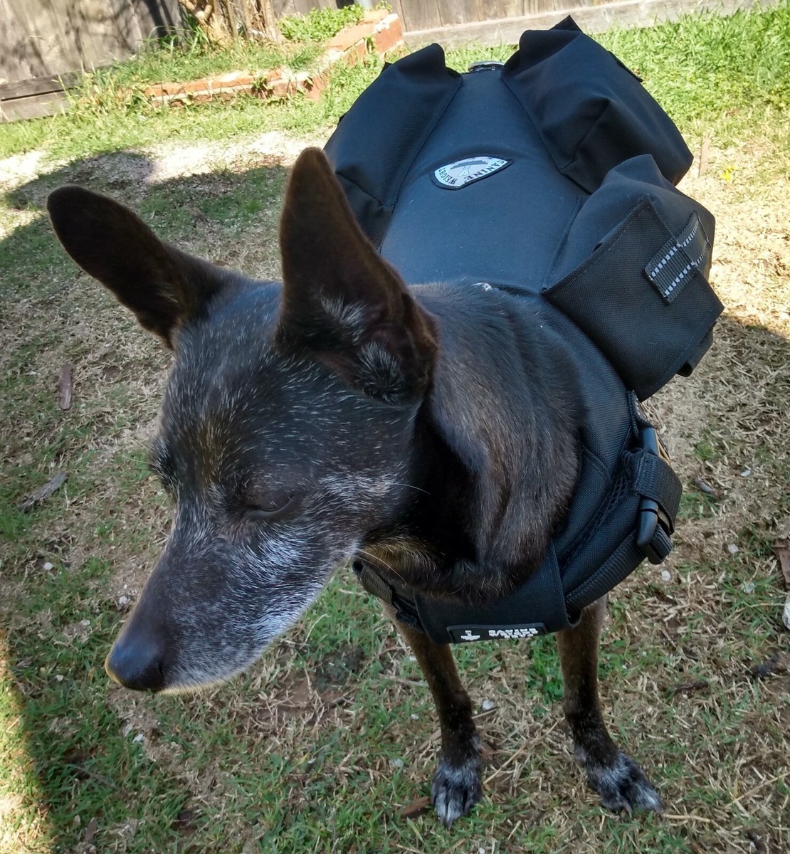 Best Dog Life Jackets + Flotation Vests for Large Dogs - Wear Wag Repeat