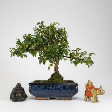 Bird Plum (Sageretia) Bonsai Tree | Shaped | In 20cm Pot