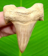 OTODUS OBLIQUUS SHARK TOOTH - 2.07" - REAL SHARK TEETH FOSSIL - NO RESTORATIONS
