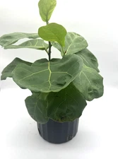 Fiddle Leaf Fig Indoor Plant in 8.75 In. Pot, Live Plant House Plant