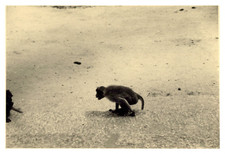 Inde, Madura, Temple Alagar Koil, Singe à l'entrée, Tirage vintage, 1949 Ph