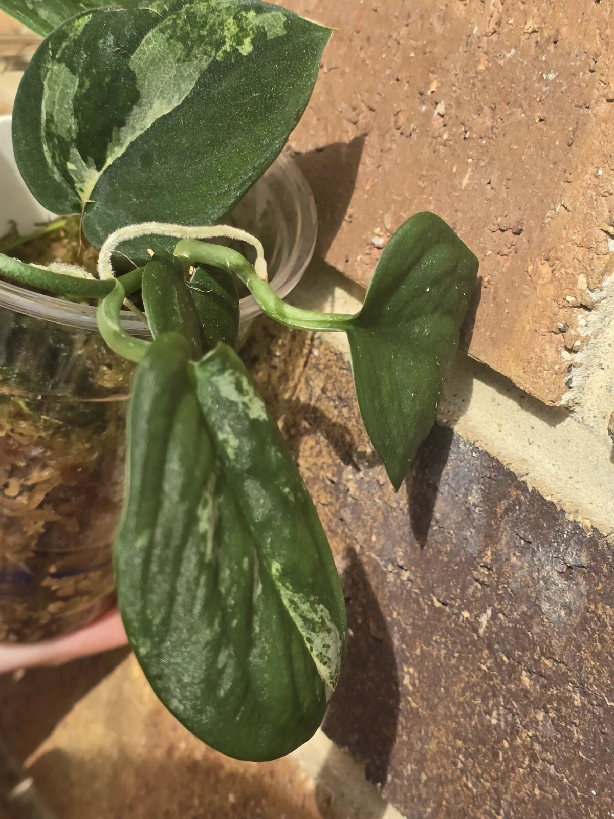 Picture 24 of 24