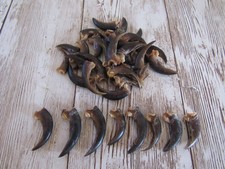10 Porcupine Claws Taxidermy Jewelry Craft Animal Bones