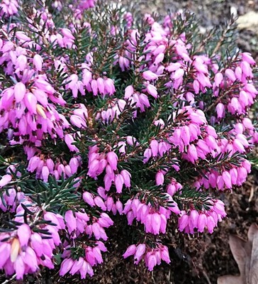 10 Stück Erica carnea Lohses Rubin Winterheide immergrün 10 - 15 cm