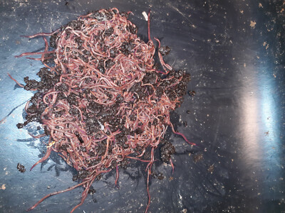  100 + Red Wiggler Compost Worms / Fresh and Ready To Ship Happy / Live