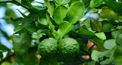 10 +Organic Fresh Kaffir Lime Leaves(Makrut /Thai Lime Leaves)Home Grown in CA