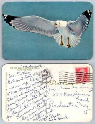 Vintage 1958 Posted Postcard ''The Sea Gull'' Cape Cod, Massachusetts Curteich