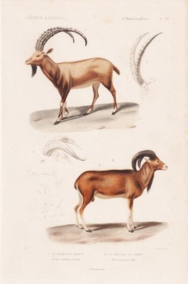 ibex Capricorn mouflons Capra sinaitica mouflon engraving steel engraving Cuvier 1849