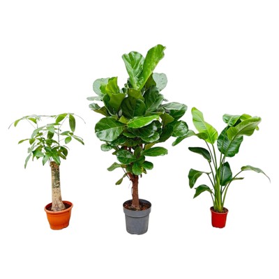 Kombi-Angebot: Strelitzia Nicolai 70 cm, Wout Tree 130 cm, Ficus Lyrata vertakt 
