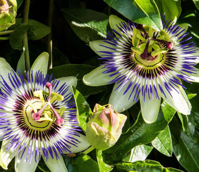 Blue Passion Flower Vine Plant - 3-6'' Tall - Tropical Climbing Vine for Trellis