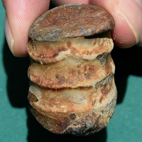 Cephalopod fossil, Spiroceras sanbartolomense: Bolivia devonian ammonite fossil