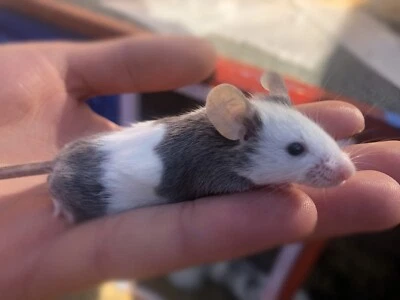 white mice for sale