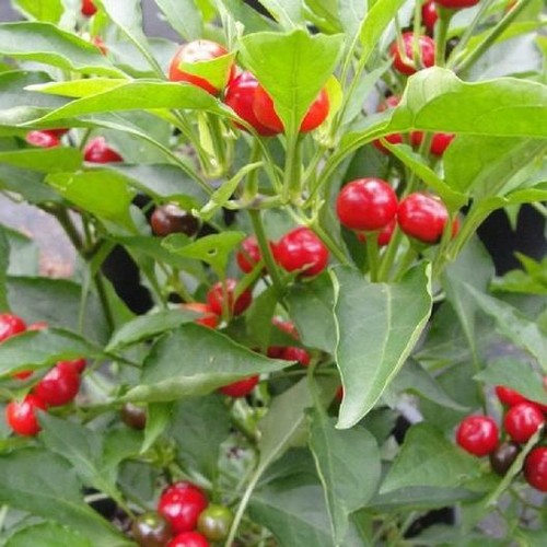 SEMI DI PEPERONE ROSSO DOLCE NON OGM SUPER SAPORE OTTIMO PER DECAPAGGIO gusto! - Foto 5 di 6