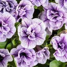 6 Scented Double Trailing Petunia Tumbelina  Priscilla  Basket Plug Plants