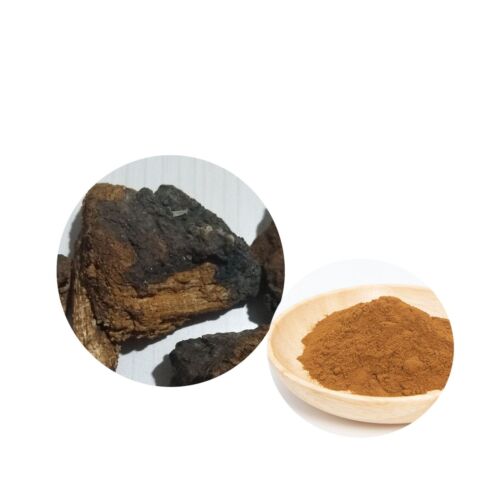 Chaga Mushroom 10:1 Extract Powder Inonotus Obliquus Pure & High Quality - Afbeelding 1 van 1