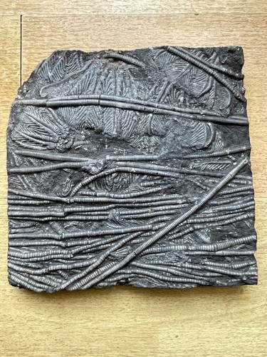2760g rare Triassic Natural crinoid specimen Geologic rock - Picture 8 of 18