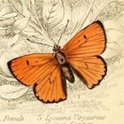 vintagehousr