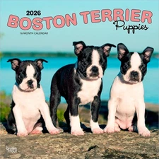 Boston Terrier Puppies 2026 12x24" (Hanging) Square Wall Calendar | Plastic-Free