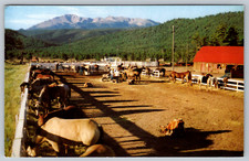 Cartolina scena ranch Colorado Springs CO Horses Pikes Peak