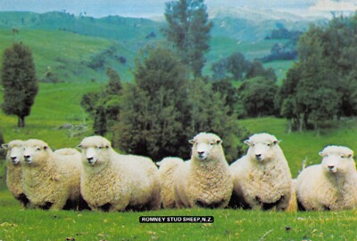 NEUSEELAND NATUR POSTKARTE ROMNEY STUD SCHAFE KONTINENTALE GRÖSSE GUT PLUS