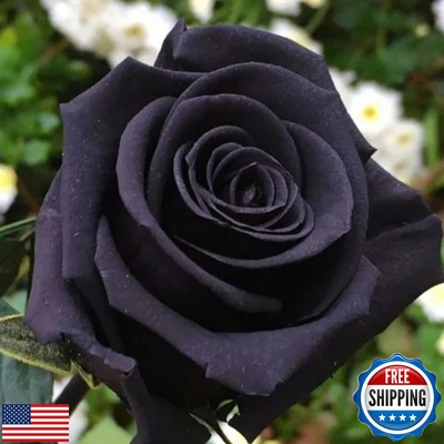 plant food and fertilizer Plant Food Starter Kit main image 0