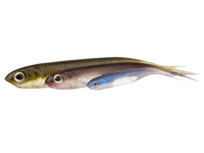Fish Arrow Flash-J Split 5'' 15.5cm 4pcs Lure Soft bait Predators COLORS