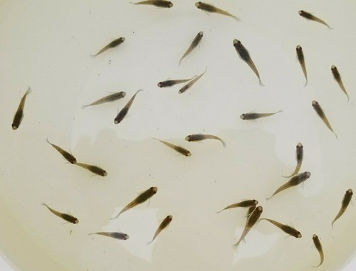 Mosquitofish/Gambusia. Qty: 100 live fish. Free shipping. CA residents only.