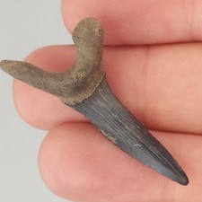 Scapanorhynchus 0.00