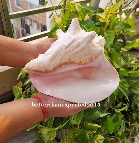 Very Large 10" x 10" HORNED King Helmet Shankh CONCH SHELL Sound Blowing Shankha - Picture 4 of 5