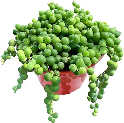 4'' String of Pearls Live Trailing Succulent Fully Rooted in Pots with Soil Mix