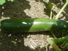 25 graines de COURGETTES VERTE Bio
