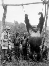 Captain A Gatti two pygmies a 500lb gorilla strung from a pole whi- Old Photo